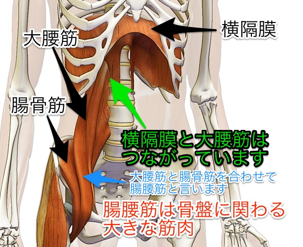 diaphragm-affect-pelvis-in-iliolumbar-muscle