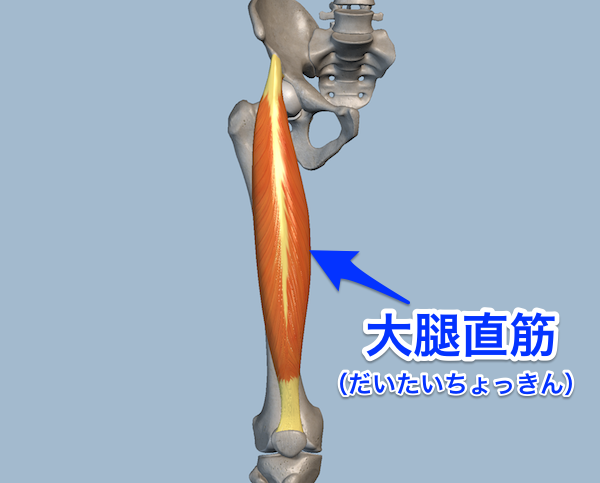 大腿直筋の位置